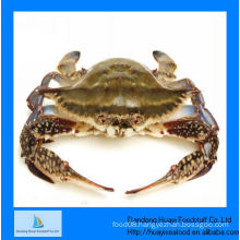 IQF frozen cutted swimming crab